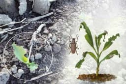 Kukuruzna pipa pravi velike štete na mladim biljkama kukuruza