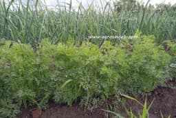 Prorjeđivanje, prihranjivanje i navodnjavanje mrkve