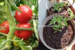 Da biste uspješno odgajili paradajz u saksiji ovo morate da znate