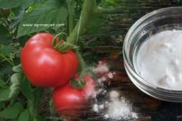 Prskanje paradajza sodom bikarbonom