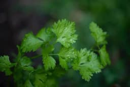 Sjeme peršuna i peršun - Ljekovita svojstva