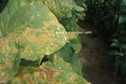 Plamenjača krastavca - Bolest koja pravi velike probleme povrtarima