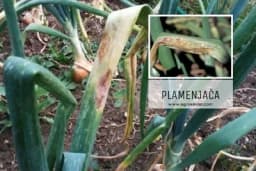 Plamenjača luka - Dovodi do sušenja listova i propadanja lukovica /ZAŠTITA/