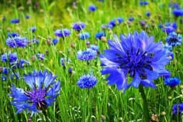 Uzgoj cvijeća iz sjemena znatno je jeftiniji, a ovo su sorte kojima ne možete pogriješiti