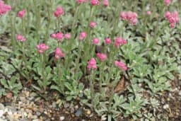 Smilje - Ubrane cvasti ovako tretirajte da biste sačuvali ljekovita svojstva