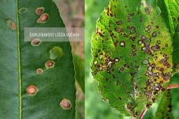 Šupljikavost lišća voćaka - Gljivično oboljenje koje napada koštičave voćne vrste