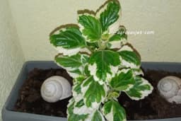 Tamjanika - Sadnja, zalivanje, orezivanje, razmnožavanje