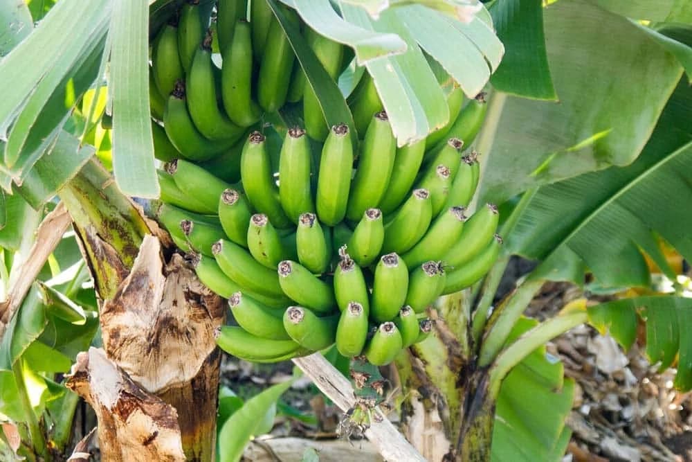 BANANE