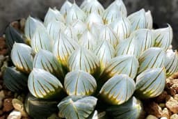 Haworthia Cooperi - Sukulenti koji na suncu izgledaju kao dragulji