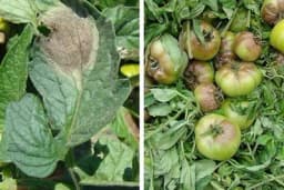 Četiri organska fungicida protiv PLAMENJAČE PARADAJZA - Saznajte kako i u kojoj razmjeri se koriste