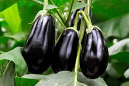 Pravilna prihrana plavog patlidžana - Spriječite opadanje cvjetova