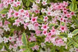 Vajgela – Grm koji će obogatiti svaki vrt