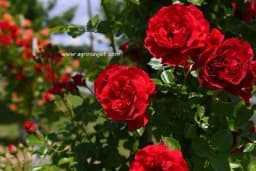 Vrijeme sadnje određuje da li će vaše ruže bujno cvjetati