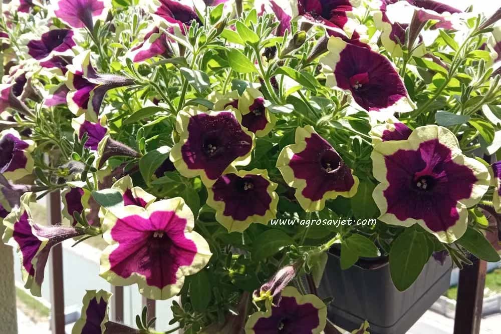 Greške prilikom njege cvijeća