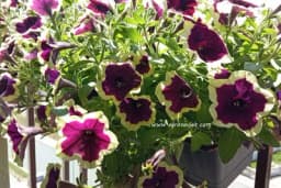 Domaća prihrana koja oporavlja uvenule biljke