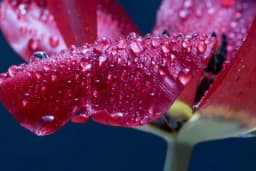 Zaštitite biljke od NEVREMENA - Evo kako da "prežive" kišu i da se "oporave" nakon nje