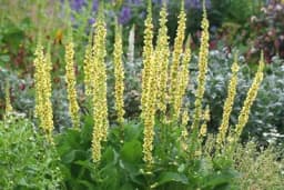 Ništa ne čisti pluća tako dobro kao ova biljka VIDEO