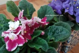 U kakvu saksiju nipošto ne bi trebalo saditi ljubičice?