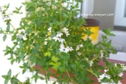 LAKE ZA ODRŽAVANJE I SVIMA USPJEVAJU - 7 začinskih biljaka, koje možete da uzgajate u svojoj kuhinji!