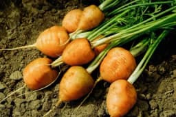 Mini-povrće u vrtu i na vašoj terasi