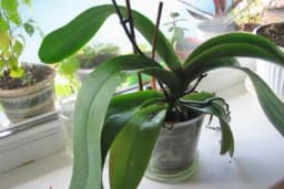 Orhideja vam vene? Možda je držite kraj posude s voćem,a to nikako ne bi smjeli!