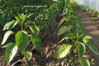 Zalivanje paprike - Pazite na temperaturu vode kojom zalivate