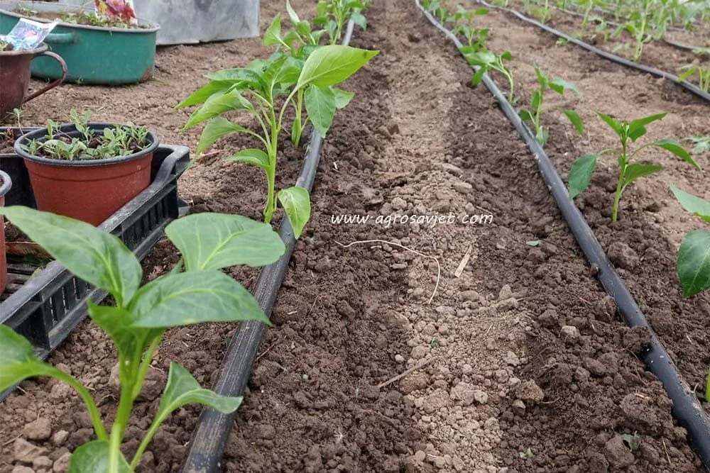 paprika u plasteniku