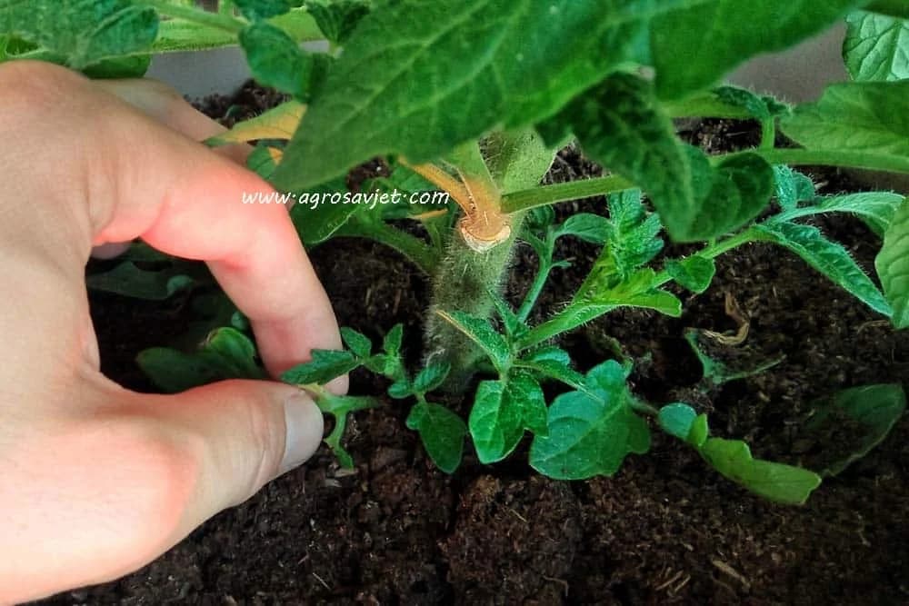 Odstranjivanje donjih listova i zalamanje vrhova paradajza