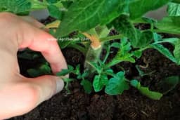 Odstranjivanje donjih listova i zalamanje vrhova paradajza