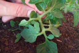 Kada i kako se vrši skidanje lišća paradajza?