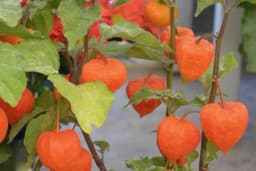 Peruanska jagoda – Kako da iskoristite ovaj neobičan plod?