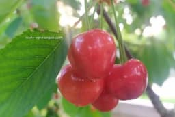 Ovo je najkrupnija trešnja na svijetu