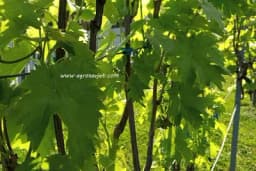 List vinove loze - Jedan od najjačih prirodnih lijekova