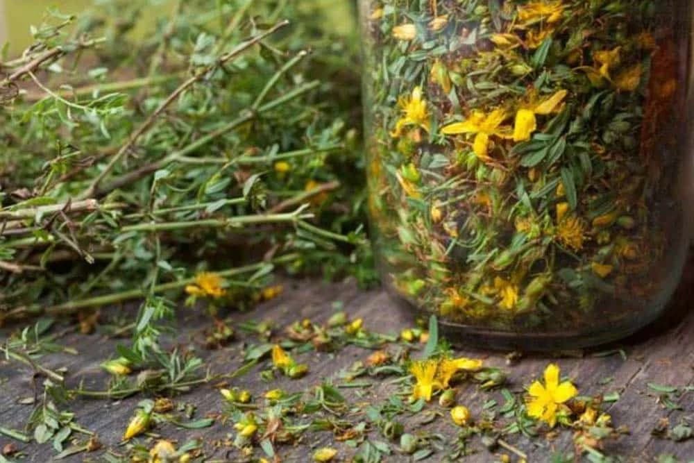 Čaj od kantariona i origana ima jaka antiupalna dejstva, ali evo kako ga morate pripremati