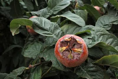 uzgoj i razmnožavanje mušmule