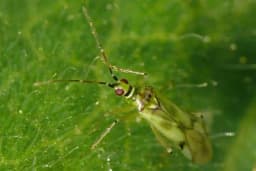 Predatorske stjenice su korisni insekti u plasteničkoj proizvodnji