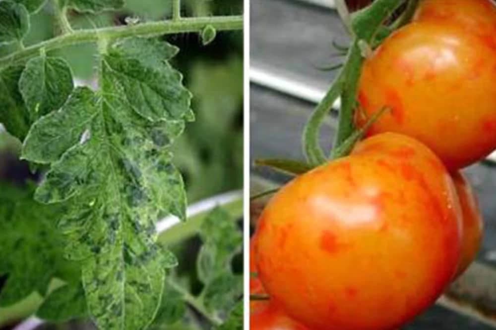 Pepino mozaik virus
