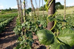 Zaštitite svoju baštu bez hemikalija