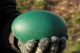 ZELENA JAJA KOJA KOŠTAJU I DO 100 EVRA - Ovaj unosni biznis možete i vi pokrenuti!