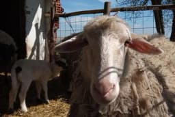 Ovčarstvo sve popularnije i u ravnici