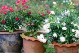 Odaberite savršenu saksiju za vaše biljke: Prednosti i mane plastičnih, keramičkih i terakota posuda