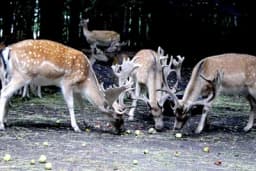 Nestvarni prizori kod Tuzle - Jeleni posjetioce ostavljaju bez daha