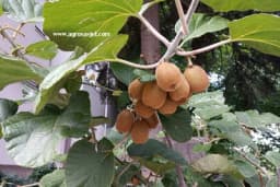 Kivi - Voće puno vitamina i minerala