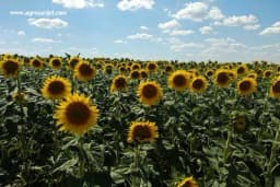 Suša pokosila suncokret u BiH i još zagrijava cijenu ulja