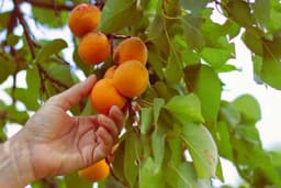 Žuta traka oko stabala voća u Njemačkoj - Znak za slobodno branje plodova