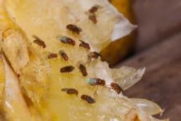 Četiri jednostavna trika pomoću kojih ćete se riješiti voćnih mušica