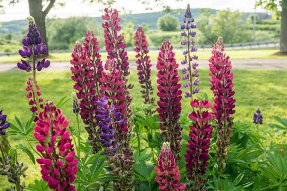 Vučika - Biljka koja đubri zemlju azotom