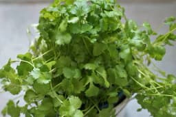 Kako uz pomoć korijandera možete prečistiti vodu koju pijete?