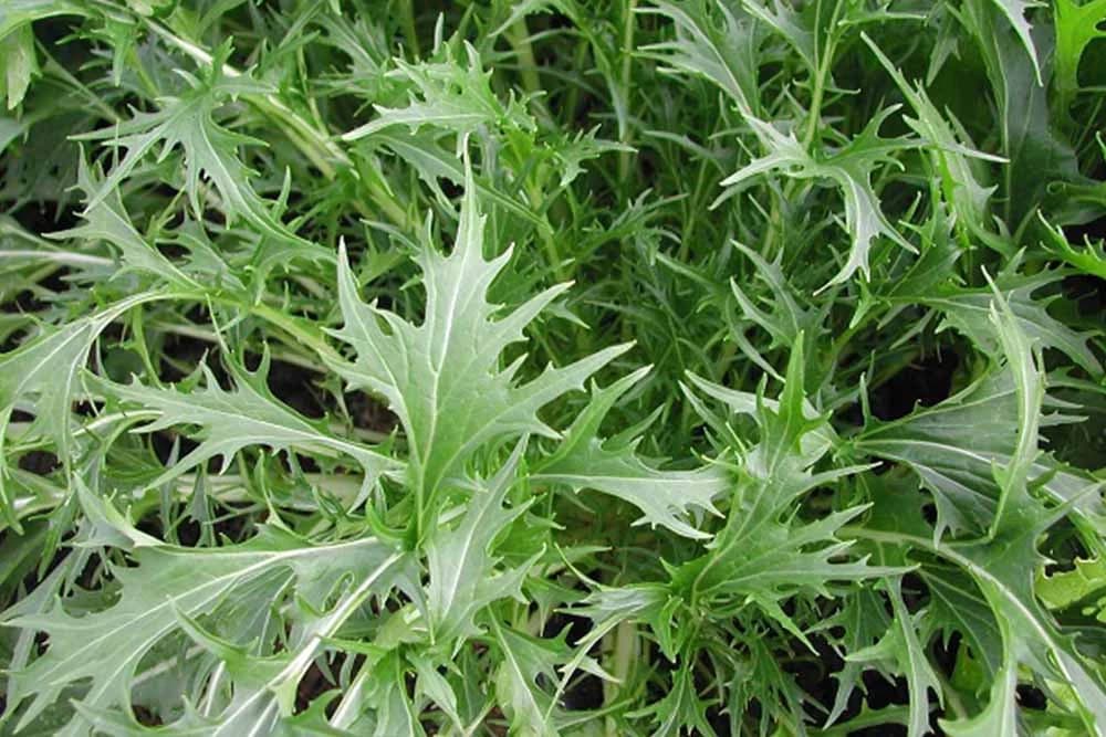 Mizuna - Biljka koja ima ukus senfa i odlična je kao zimska salata