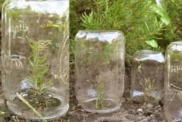 Improvizovani plastenici za lavandu i ruzmarin